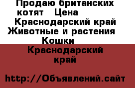 Продаю британских котят › Цена ­ 2 000 - Краснодарский край Животные и растения » Кошки   . Краснодарский край